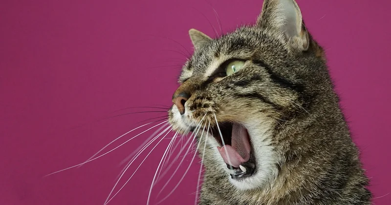 Stress de l'animal : gérer les imprévus comportementaux, pas juste les caresses